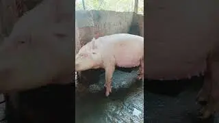 Pig farming #shvlog #pig #piggy #shorts #youtubeshorts #animals #viralvideo #video