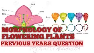 MORPHOLOGY OF FLOWERING PLANTS/PYQ/+1 BOTANY/MY BIO CLASSROOM