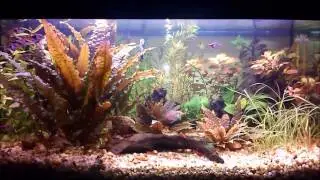 Akwarium 54l (2013-12-20)