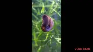 Ramshorn snail cleaning aquarium 🐌🐌#beautiful #water #cool #eating #green #slowmotion #amazing