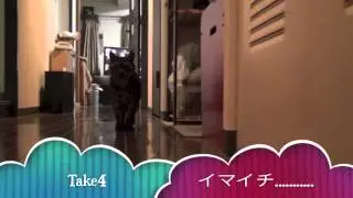 Fuchan Dash
