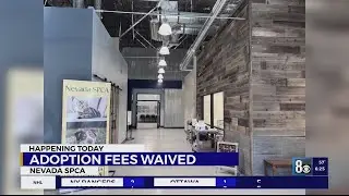 NSPCA waiving adoption fees