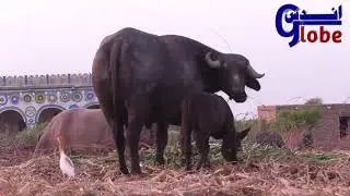 Kundhi Baby Buffaloes Of Dosu Jatt || Banni babies Buffalo | bauffalo Babbies || banni ke chote kate
