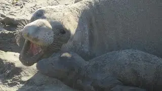 Birth of a Northern Elephant Seal at San Simeon, CA.