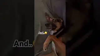 Я действительно старалась #gsds #funnydogvideos #dogshorts #shorts #dogmom #dogdad #itried #grump...