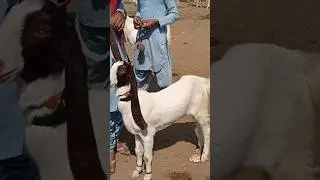 Sindhi goat breeds #beautifullgoats #goatbreeds #viralshorts