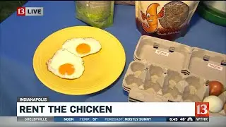 Test drive a chicken with Rent the Chicken