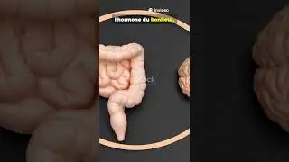 Tu n'es jamais seul : les 2 kg de bact&eacute;ries en toi ! 🦠🧠