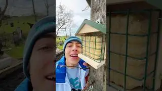 3 Tipps f&uuml;r die V&ouml;gel #savethebirds #beesteez