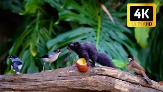Cat TV for Cats to Watch 😺🐦 Singing Squirrels, Cute Birds and Chipmunks 🐿 Cat Games 4K HDR