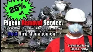 HOW TO GET RID OF BIRDS NJ | BIRD REMOVAL NJ - CALL (973) 388-9126