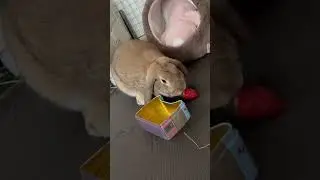 うさぎさんの初めてのいちご（ヘタまで）