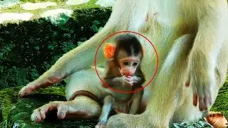 WOW! SO ADORABLE BABY AND SO SMART IS BABY BRADY MONKEY, LOOK AT HIS ACTION PLEASE!