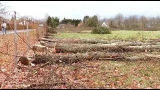 Im Lohfeld wurden B&auml;ume gef&auml;llt. Warum?