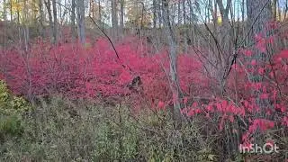 Beautiful Falls Color Canada 🇨🇦 