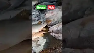 Heera Fish at karachi Fish Harbour #karachi #fish #freshheera