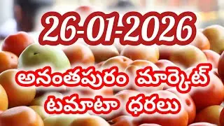 26-01-2026 today Anantapur tomato market rates #anantapur tomato market rates #todaytomatoprice