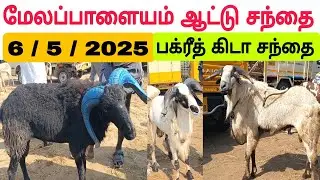 6 / 5 / 2025 / மேலப்பாளையம் ஆட்டு சந்தை #பக்ரீத்கிடா #கிடா #goat #goatmarket #sheep #sheepmarket