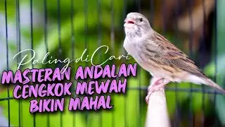 MATERI CENGKOK BIKIN MAHAL ! MASTERAN KENARI ISIAN BLACKTHROAT GACOR DURASI PANJANG PALING DICARI