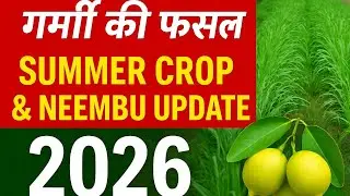 गर्मी की फसल | Summer Crop🌱 & Neembu 2026 | Summer Farming Update | neembu farming @IndianFarmer