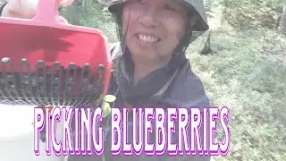 Picking Bluberries 2023 ||Eleksa Finoy #eleksa #finland  #finlandnature  #blueberry