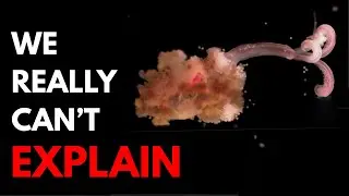 Nothing About the Worm That Eats Bone Is Normal&hellip; Here's Why