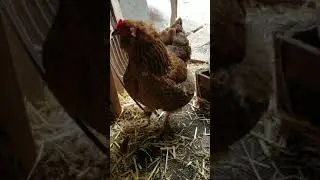Bearded chicken tries to sneak into the barn