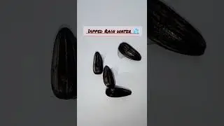 how to grow sunflower seeds with rain water#sunflowerseeds  #shortsvideo