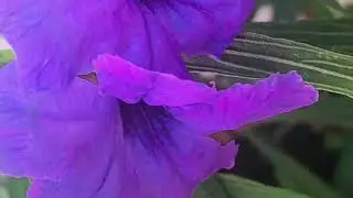 Blossom.... nature&rsquo;s cradle🌻🌺🌷