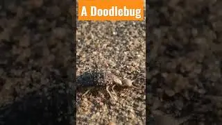 A Doodlebug #goa #sand #doodlebug #macro #nature #insect #bug