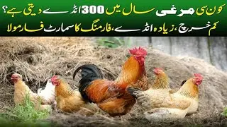 300 Anday Saal Mein Denay Wali Murghi | Best Layer Chicken Breed in Pakistan #rehmanfarm #poultry
