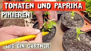 So pikierst du blitzschnell deine Tomaten und Paprika-Jungpflanzen - Unterschied Pikieren und Topfen