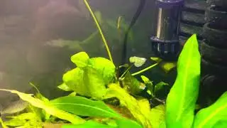 Update on the banana plant!*New lily*