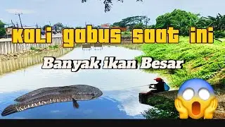 Kali Gabus Banyak Ikannya , Spot mancing paling bagus #gabus #kaligabus #tambunutara #tambun #KDM