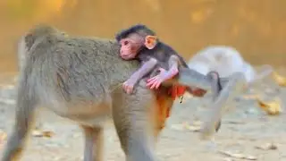 Tiny Baby Monkey Looks Hungry and Needs More Milk