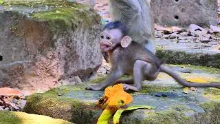 Historical The Best Scene of Young Mother Button weaning baby Bessie | BBC Natural Animals