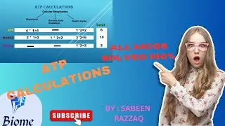 How many ATPs are formed and utilized during cellular respiration? Class 11|| MDCAT