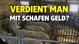Wie rechnet sich eine Schäferei?