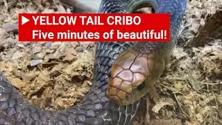 Yellow tailed cribo