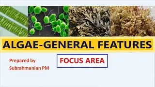 XI BIOLOGY/FOCUS AREA -6 /PLANT KINGDOM/ALGAE- GENERAL FEATURES