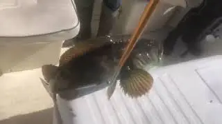 Tyler's Lingcod CA Marin Coast Live Bait