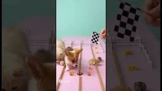 Ready. Set. Paws! Who&rsquo;s Faster? Hamster vs Puppy&mdash;Pick a Side! #shorts #funny #cute #puppy #pet #Race