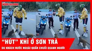 Du kh&aacute;ch nước ngo&agrave;i quấn chuối quanh người để &ldquo;h&uacute;t&rdquo; khỉ ở Sơn Tr&agrave; | Tin tức