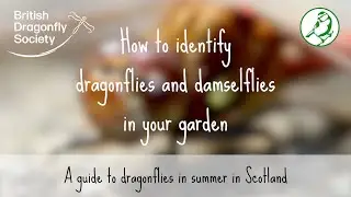 Wildlife Garden Project | Identifying Dragonflies & Damselflies in your Garden in Summer (Scotland)
