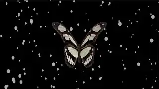 Flying Butterfly Hologram in 4K UHD | Live Butterfly Wallpaper Animation