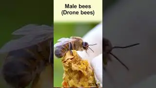 Do all bees sting?