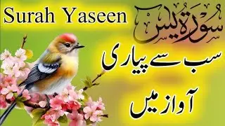 Surah Yaseen | Beautiful Quran Recitation by Qari Majid Ali Nohrio with Nature | 4 Minutes Peace