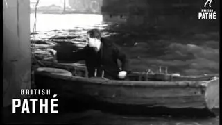 Waterman (1949)