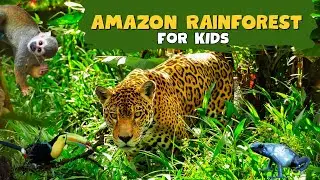 Amazon Rainforest | Meet the Wildest Creatures on Earth | Educational Video for kids