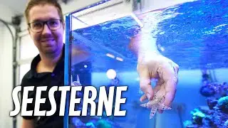 SEESTERNE im Aquarium - Welche Arten kann ich halten?